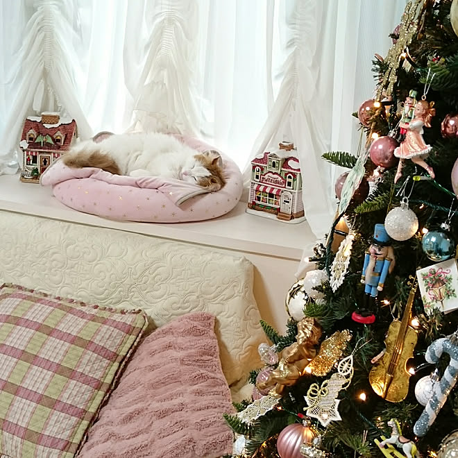カインズホーム ペットベッド まんまるベッド 猫と暮らす 猫 などのインテリア実例 19 10 24 18 45 52 Roomclip ルームクリップ