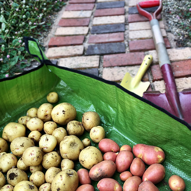 ダイソー雑貨 初ジャガイモ収穫 家庭菜園初心者 花好き 山野草が好き などのインテリア実例 06 06 09 23 32 Roomclip ルームクリップ