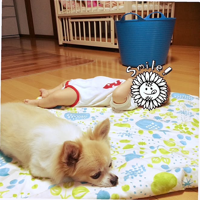 リビング/手作り/タブトラッグス/バケツ/ベビーベッド...などのインテリア実例 - 2016-07-13 17:04:18