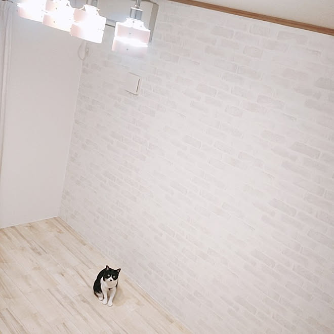 壁 天井 ねこのいる日常 保護猫 ねこと暮らす Diy などのインテリア実例 22 03 16 28 55 Roomclip ルームクリップ