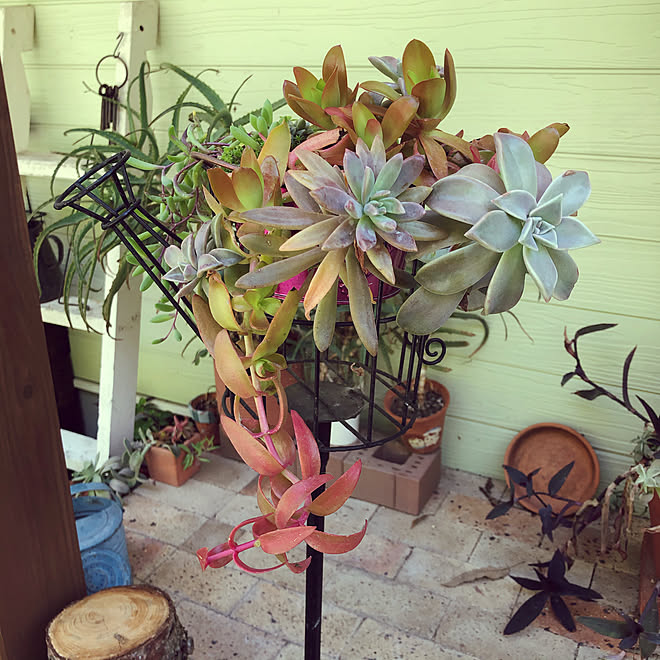気をつけてお過ごし下さい！/多肉植物寄せ植え/北側玄関/玄関/入り口のインテリア実例 20200331 114950