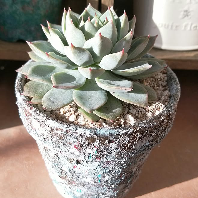 ぜいたくセリア 多肉 植物 鉢 すべての美しい花の画像 ぜいたくセリア 多肉 植物 鉢 すべての美しい花の画像
