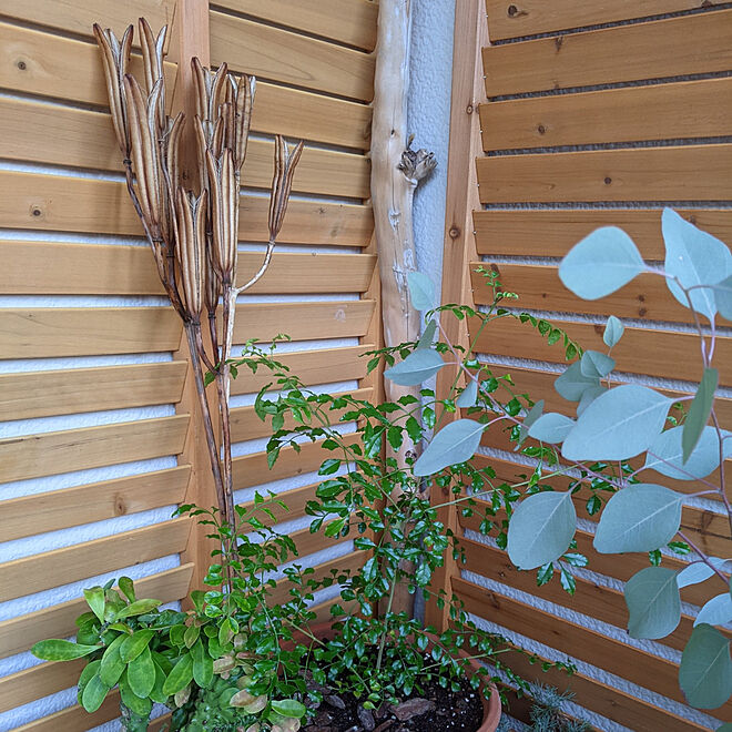 玄関 入り口 シマトネリコの鉢植え ラティス 流木 植物のある暮らし などのインテリア実例 12 02 07 04 59 Roomclip ルームクリップ
