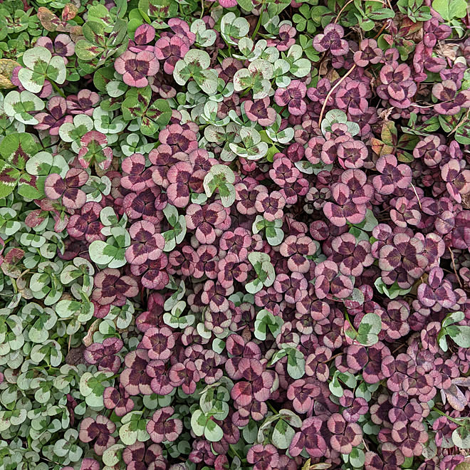 玄関 入り口 三つ葉のクローバー 庭の植物 庭のある暮らし 元気復活 などのインテリア実例 21 03 05 06 51 48 Roomclip ルームクリップ 玄関 入り口 三つ葉のクローバー 庭の植物 庭のある暮らし 元気復活 などのインテリア実例 21 03 05 06 51 48 Roomclip ルームクリップ