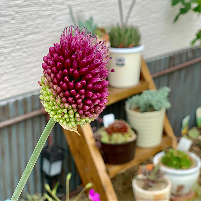 塩ビパイプ 波板ペイント ラダーdiy 多肉植物 丹頂アリウム などのインテリア実例 19 06 24 08 18 55 Roomclip ルームクリップ 塩ビパイプ 波板ペイント ラダーdiy 多肉植物 丹頂アリウム などのインテリア実例 19 06 24 08 18 55 Roomclip ルームクリップ