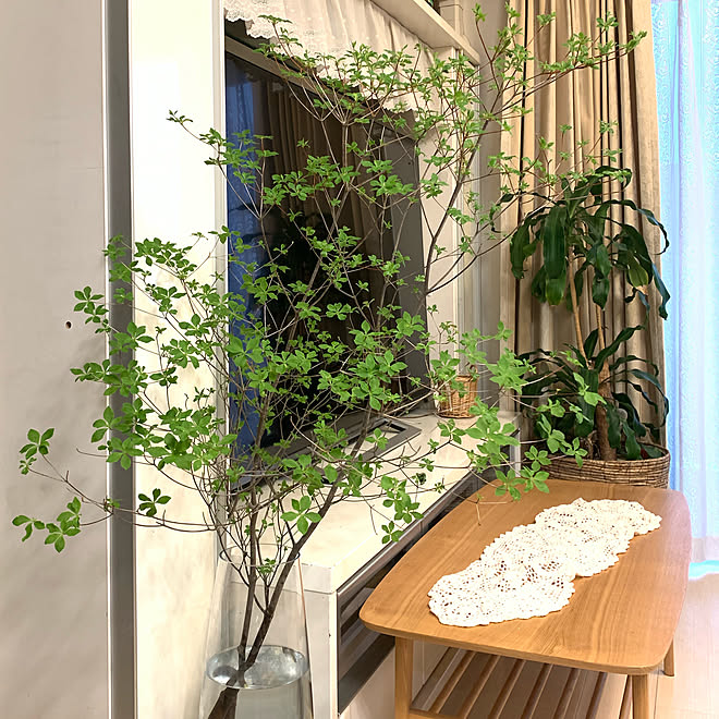 季節の枝物 枝物 ドウダンツツジのある暮らし ドウダンツツジ グリーンのある暮らし などのインテリア実例 22 04 17 26 14 Roomclip ルームクリップ