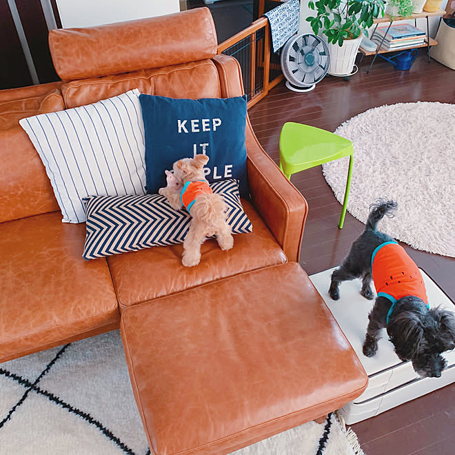 Unico ソファ いぬと暮らす Ig Risa6100 わんこと暮らす家 犬との暮らし などのインテリア実例 06 05 21 17 57 Roomclip ルームクリップ