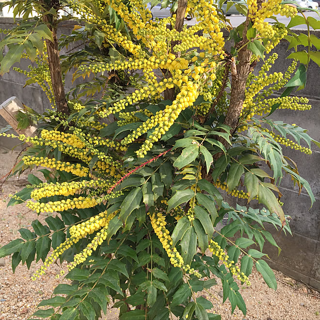 玄関 入り口 葉っぱは刺さると痛い 蜂がいっぱい来てる なんの木 黄色い花 などのインテリア実例 17 12 23 13 59 03 Roomclip ルームクリップ