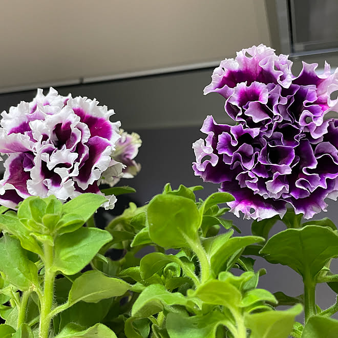 ペチュニア八重咲き ペチュニア寄せ植え ペチュニアの花 キッチンのインテリア実例 22 06 29 23 14 31 Roomclip ルームクリップ