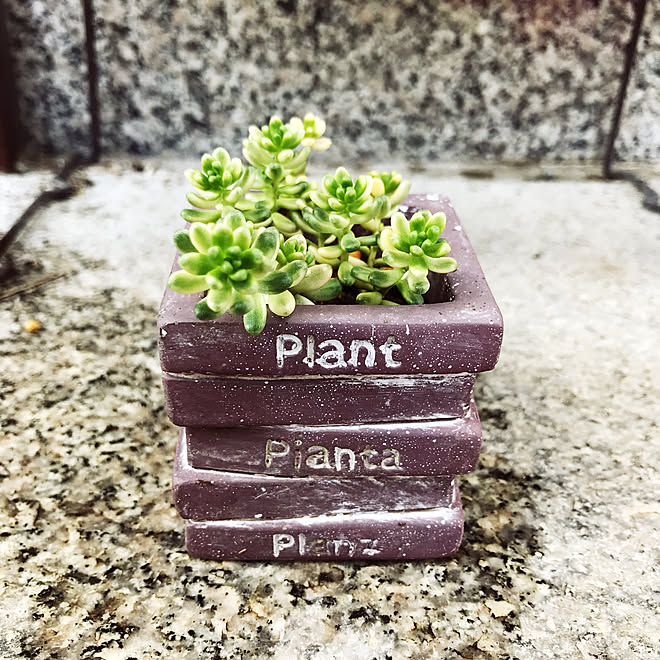 義実家同居 セリア 100均 観葉植物 アンティーク などのインテリア実例 19 06 11 22 15 01 Roomclip ルームクリップ