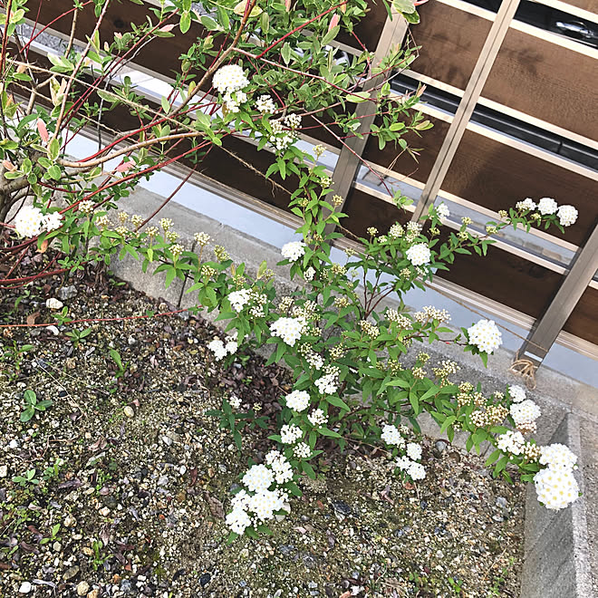 ガーデニング初心者 小手鞠 コデマリ 花のある暮らし 壁 天井 などのインテリア実例 19 04 28 08 23 55 Roomclip ルームクリップ