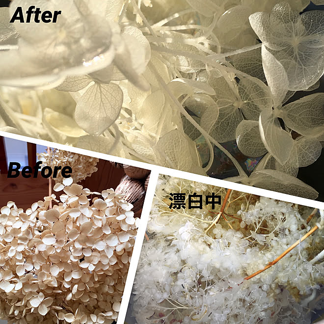 アナベルドライからの漂白 Hamu ちゃんちのアナベル アナベル漂白 いつもありがとうございます 感謝 部屋全体 などのインテリア実例 21 02 10 19 29 28 Roomclip ルームクリップ