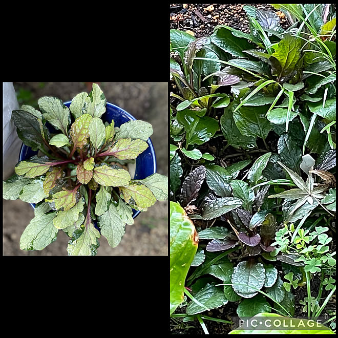 アジュガラテアート アジュガ 植物のある暮らし 逢 秋 などのインテリア実例 21 10 07 07 32 Roomclip ルームクリップ