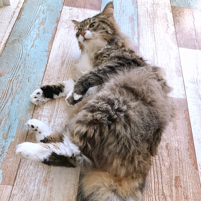 Kasword ありがとう 猫 画像 Kasword ありがとう 猫 画像