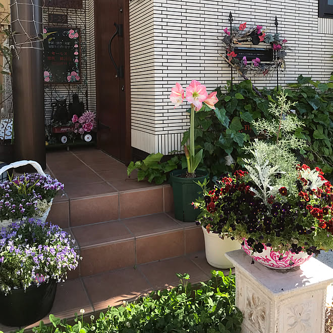 ビオラ寄せ植え アップルブロッサム アマリリス いいね フォロー本当に感謝です 植物のある暮らし などのインテリア実例 19 05 07 10 13 24 Roomclip ルームクリップ