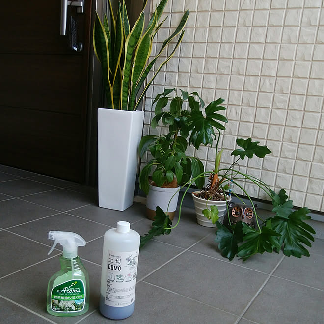 玄関 入り口 観葉植物のある暮らし モダンスタイル 日光浴中 サンスベリアのインテリア実例 19 06 13 13 16 16 Roomclip ルームクリップ 玄関 入り口 観葉植物のある暮らし モダンスタイル 日光浴中 サンスベリアのインテリア実例 19 06 13 13 16 16 Roomclip ルームクリップ