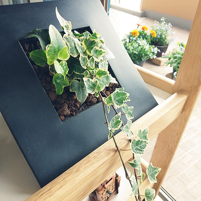 心地よい暮らし 観葉植物 ヘデラ プランター イベント参加 などのインテリア実例 21 05 27 10 00 17 Roomclip ルームクリップ