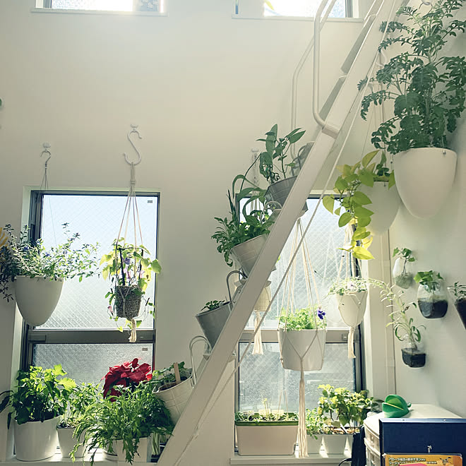 観葉植物 ホワイトインテリア 水耕栽培 狭い我が家 ハンギングプランター などのインテリア実例 22 01 22 11 44 02 Roomclip ルームクリップ