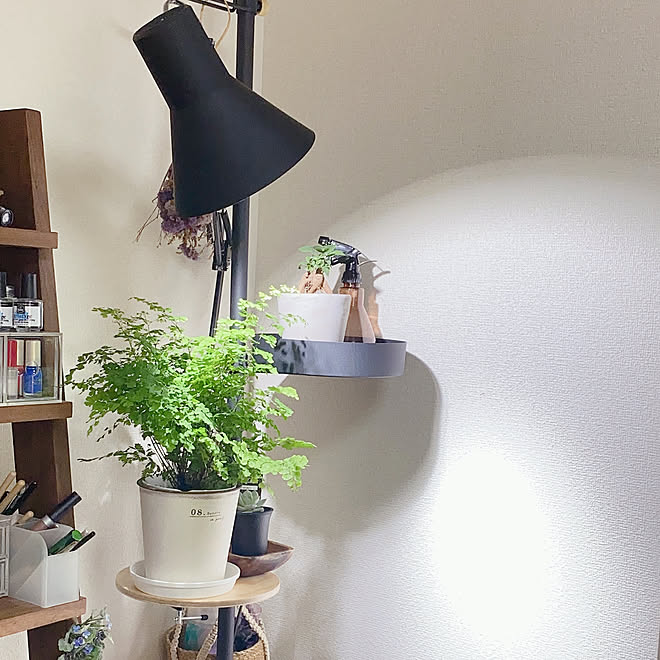 Zライト ドローアライン 観葉植物 ナチュラル 一人暮らし などのインテリア実例 21 02 14 14 59 Roomclip ルームクリップ