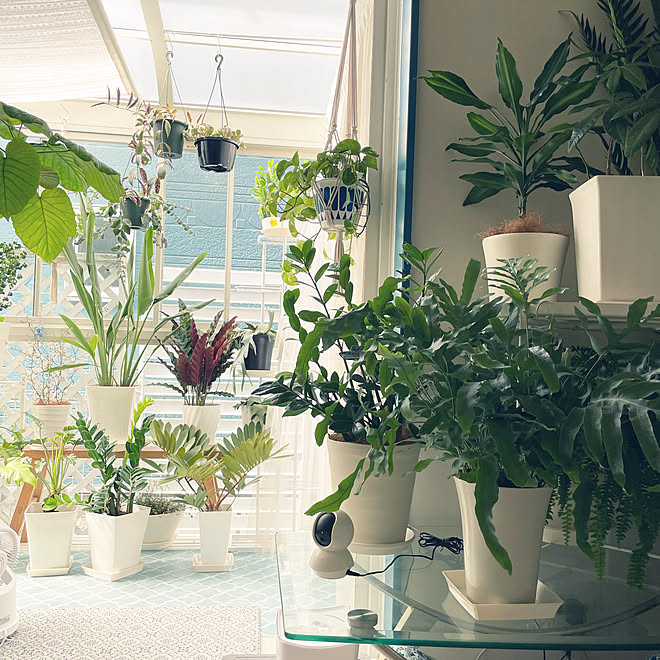 庭で育つ植物の名前を忘れないための必須アイテム 園芸用ラベル の種類と使い方アイデア Gardenstory ガーデンストーリー 屋外植物のための100個の植物タグ T型植物タグ 植物タグ 赤 Ciudaddelmaizslp Gob Mx