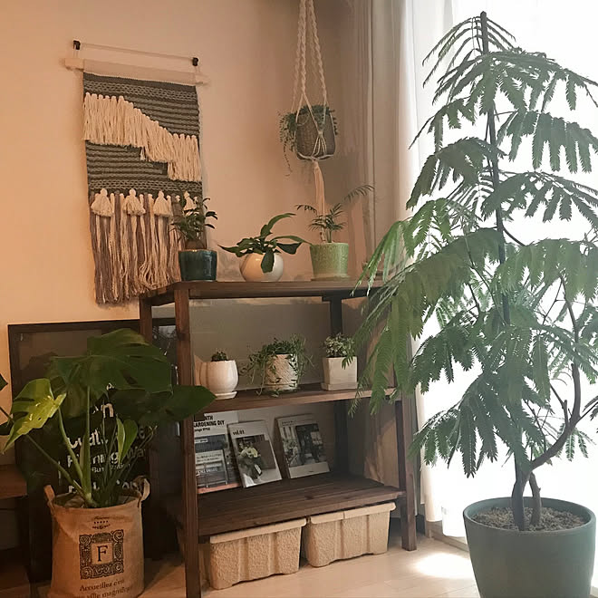 部屋全体 多肉植物 観葉植物のある部屋 エバーフレッシュ 観葉植物のある生活 などのインテリア実例 18 05 16 39 26 Roomclip ルームクリップ