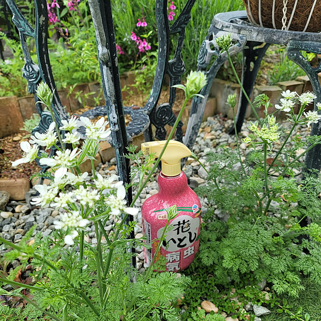 壁 天井 ガーデニング 花のある暮らし 害虫対策 アースガーデン などのインテリア実例 22 05 12 09 53 02 Roomclip ルームクリップ