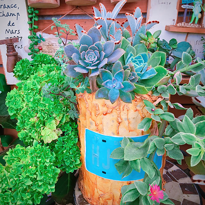 リメイク 広島たにらー 多肉植物 Lovegreen ガーデニング多肉植物 などのインテリア実例 08 04 12 38 39 Roomclip ルームクリップ リメイク 広島たにらー 多肉植物 Lovegreen ガーデニング多肉植物 などのインテリア実例 08 04 12 38 39 Roomclip ルームクリップ