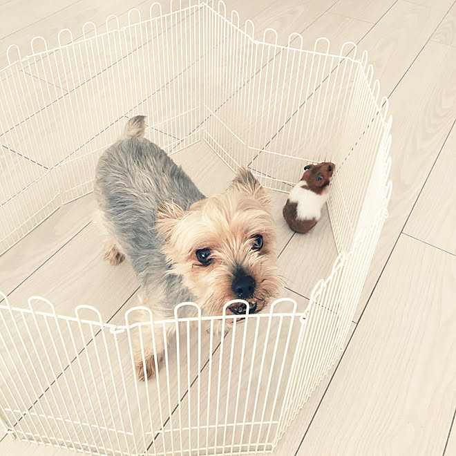 ポロンは動じない セシルはポロンが怖い ハムスターのポロン ヨーキーのセシル シニア犬と暮らす などのインテリア実例 03 11 16 08 14 Roomclip ルームクリップ