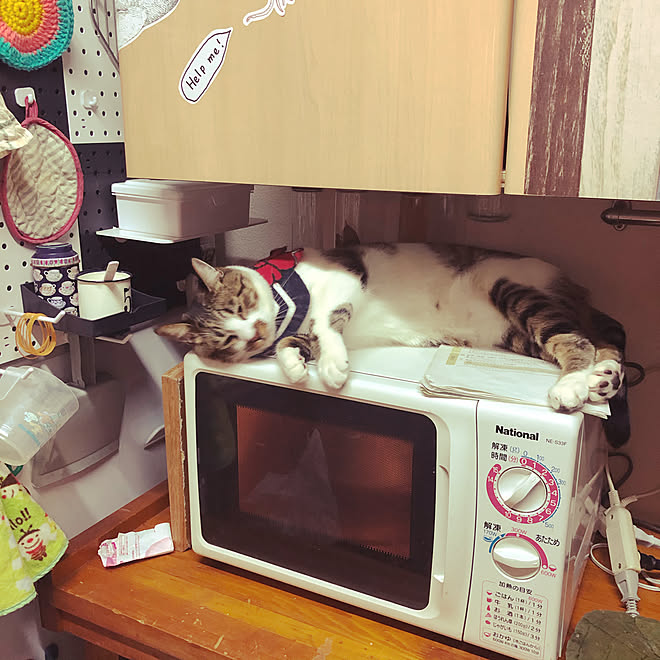 レンジの上で寝る猫 ねこのいる風景 白キジのん 晩御飯は電子レンジが大活躍 キッチンのインテリア実例 21 04 27 24 37 Roomclip ルームクリップ