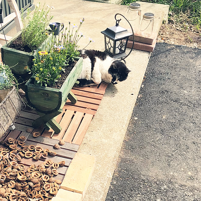 野良猫 が 玄関 に いる