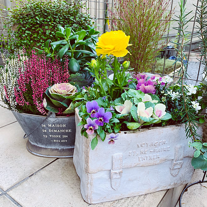 プランターᶫᵒᵛᵉ ラナンキュラス 小春日和 秋晴れ 令和元年11月19日 うさぎに癒されるᙏ などのインテリア実例 19 11 19 09 54 17 Roomclip ルームクリップ