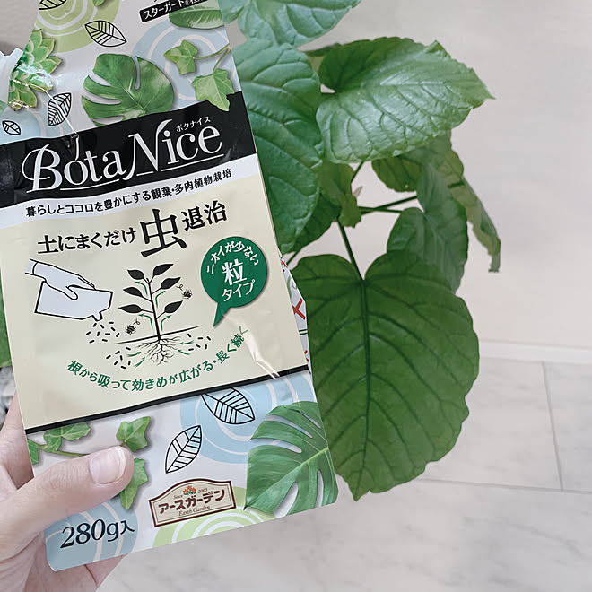 モニター商品 モニター当選 ウンベラータ 観葉植物のある暮らし Botanice などのインテリア実例 09 05 08 06 08 Roomclip ルームクリップ