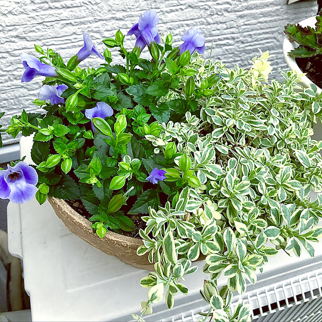 サマーミスト シレネユニフローラ 庭 ガーデニング 趣味 などのインテリア実例 21 05 22 18 40 32 Roomclip ルームクリップ