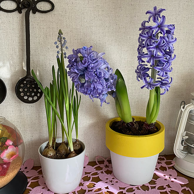 花 ムスカリの花 ヒヤシンス 季節を楽しむ暮らし いいね押し逃げごめんなさい などのインテリア実例 21 02 15 08 55 40 Roomclip ルームクリップ