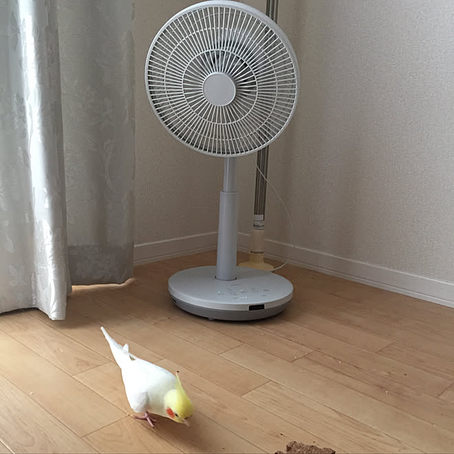 扇風機 サーキュレーター 犬 鳥と暮らす 犬と暮らす オカメインコ などのインテリア実例 08 30 23 50 12 Roomclip ルームクリップ