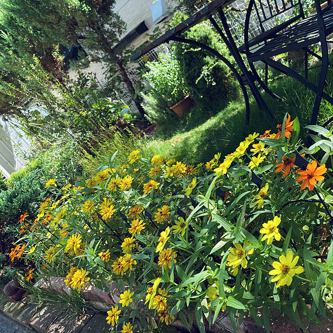 ジニア 夏 寄せ植え 花のある暮らし 庭 などのインテリア実例 09 11 13 36 22 Roomclip ルームクリップ