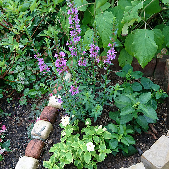 机 植物 日替わり投稿企画 木曜日 ガーデニング 庭 などのインテリア実例 17 07 27 12 26 43 Roomclip ルームクリップ