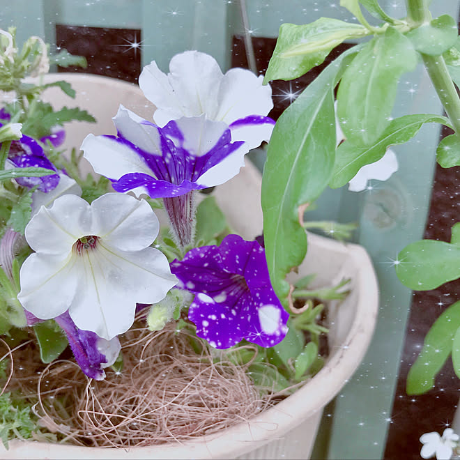 ペチュニアナイトスカイ おはようございます 皆さまのおかげです お花ばかりですみません お花大好き などのインテリア実例 19 06 15 06 40 33 Roomclip ルームクリップ