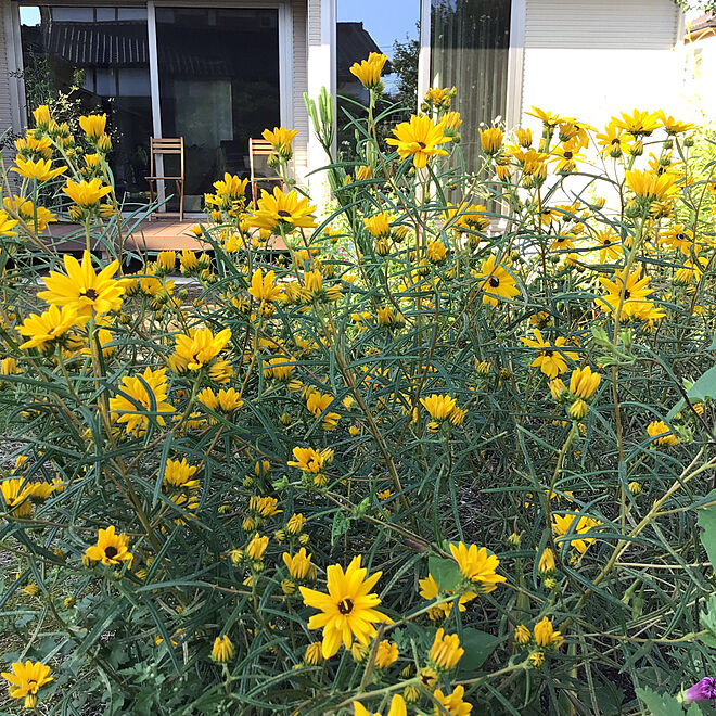 黄色い花 癒し 平屋 庭の花 植物のある暮らし などのインテリア実例 21 10 03 22 56 10 Roomclip ルームクリップ