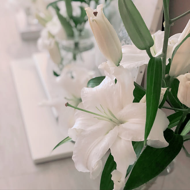 リビング 百合の香り 白百合 百合の花 インスタ始めました などのインテリア実例 04 28 19 47 52 Roomclip ルームクリップ