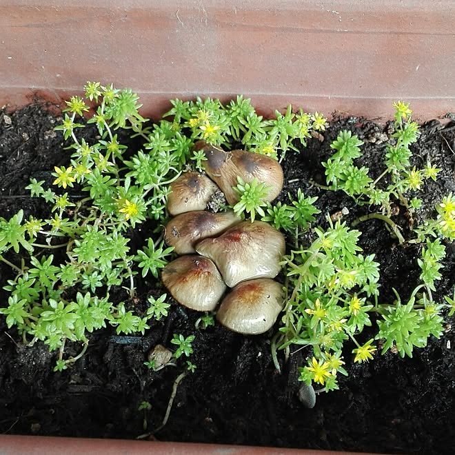 ベランダ きのこ 観葉植物 セダムのインテリア実例 16 06 11 11 38 35 Roomclip ルームクリップ