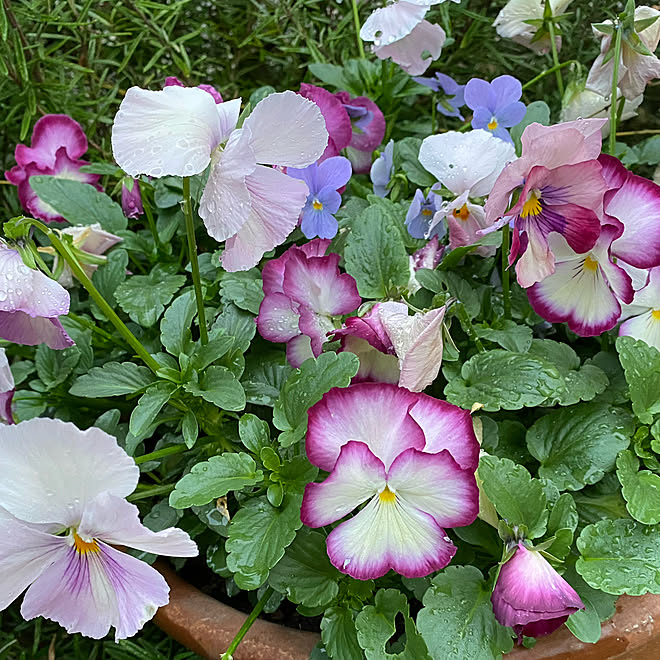 パンジー 寄せ植え ビオラ 花のある暮らし 庭 などのインテリア実例 12 14 07 10 09 Roomclip ルームクリップ