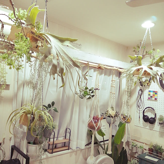 壁 天井 フェイクグリーン 観葉植物 いなざうるす屋さん Salut などのインテリア実例 01 16 16 56 01 Roomclip ルームクリップ