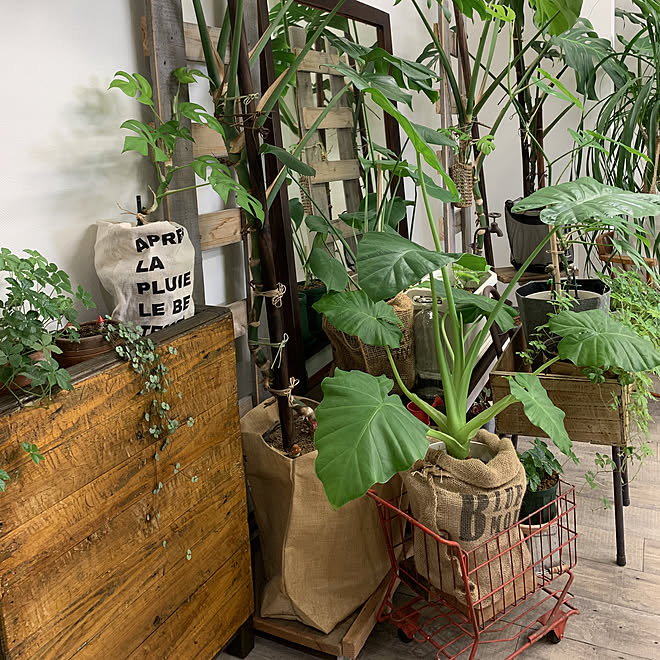 ヒメモンステラ成長中 Diy 店舗です 観葉植物 ハートカズラ成長中 などのインテリア実例 19 07 18 11 47 41 Roomclip ルームクリップ