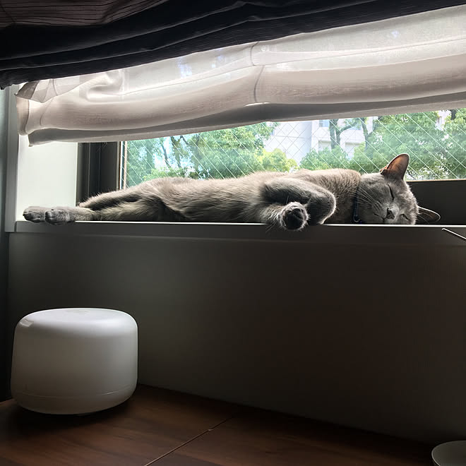 窓と猫の物語21withykkap 窓際 ベッド周り にゃんこと一緒 猫のいる暮らし などのインテリア実例 21 11 13 21 15 11 Roomclip ルームクリップ