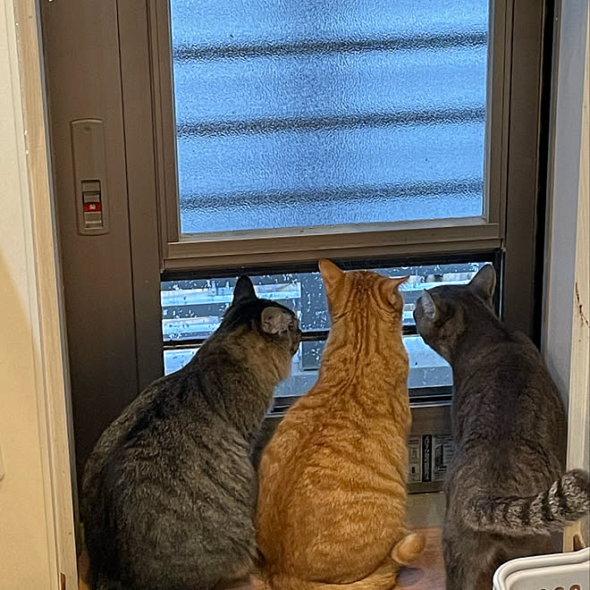 癒し 可愛い 猫と暮らす ねこのいる日常 ねこと暮らす などのインテリア実例 22 02 03 07 40 16 Roomclip ルームクリップ