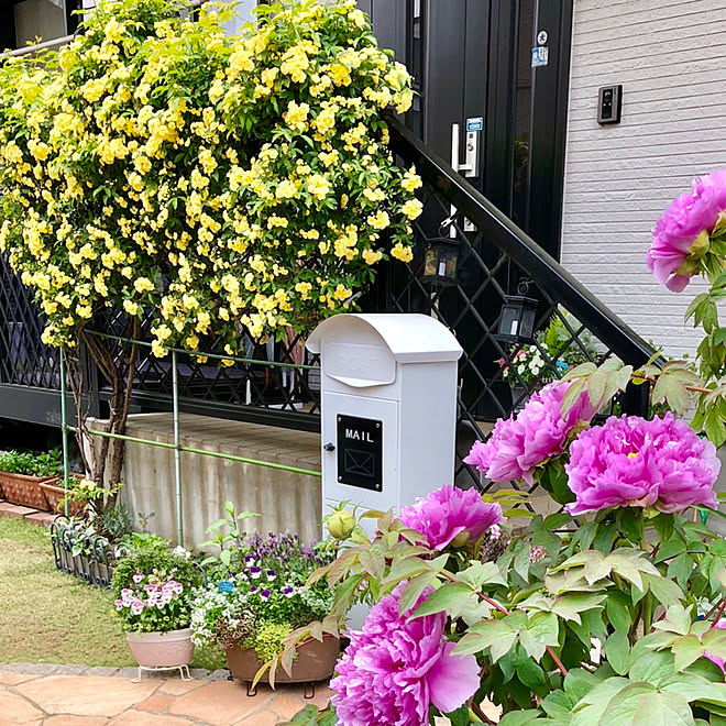 玄関 入り口 寄せ植え 牡丹の花 もっこう薔薇 パンジーとビオラ などのインテリア実例 18 04 14 19 43 54 Roomclip ルームクリップ