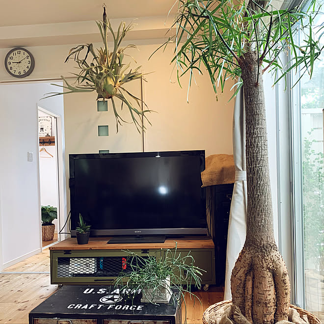 ハンギンググリーン ミリタリー ボトルツリー テレビボード 観葉植物のある暮らし などのインテリア実例 22 08 21 03 07 Roomclip ルームクリップ