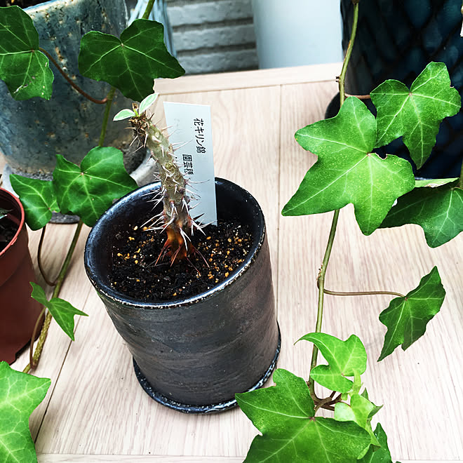 トゲが鋭い 大きな鉢に植え替え まだお花を見ていない 植物は強い アイビーも元気 などのインテリア実例 21 10 09 12 43 37 Roomclip ルームクリップ