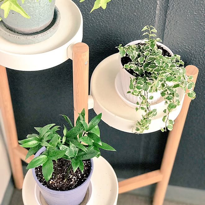 玄関 入り口 ナギ プミラ 観葉植物 100均 などのインテリア実例 17 07 06 21 28 34 Roomclip ルームクリップ